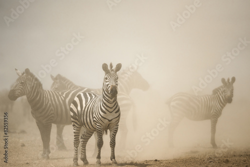 Zebra standing in dust  Serengeti  Tanzania  Africa