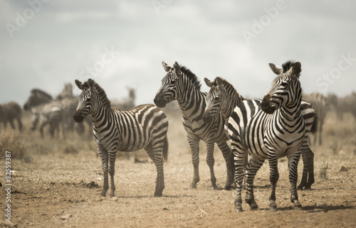 Zebra standing  Serengeti  Tanzania  Africa
