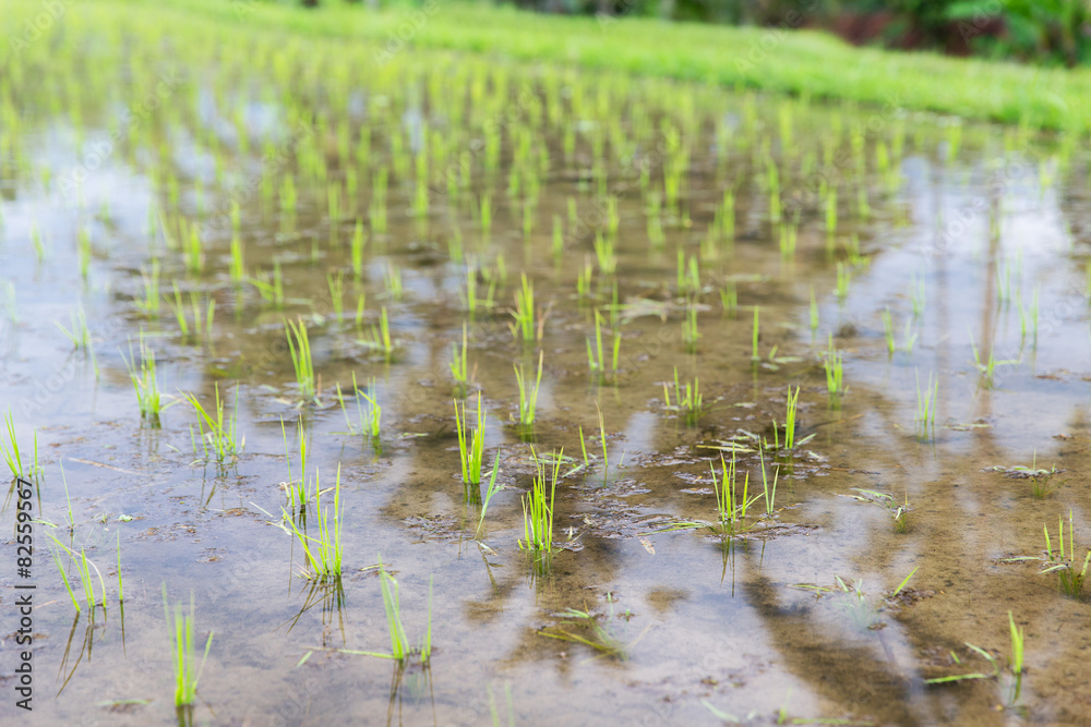 rice field at plantation in asia rice field at plantation in asia