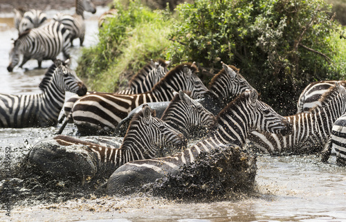 Zebras galloping in a river, Serengeti, Tanzania, Africa