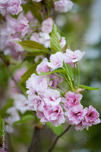  Flowering almond in a garden.