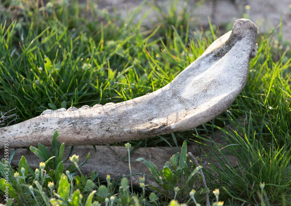 Fototapeta premium Bone horse on nature