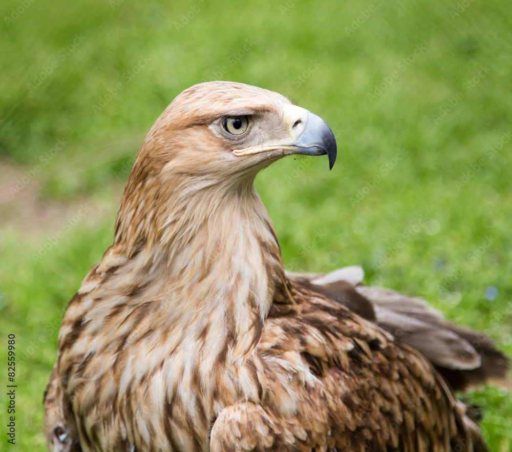 Fototapeta premium Portrait of an eagle on a background of green grass