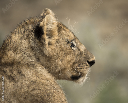 Close-up of a young lion, Serengeti, Tanzania, Africa