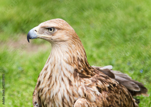 Portrait of an eagle on a background of green grass