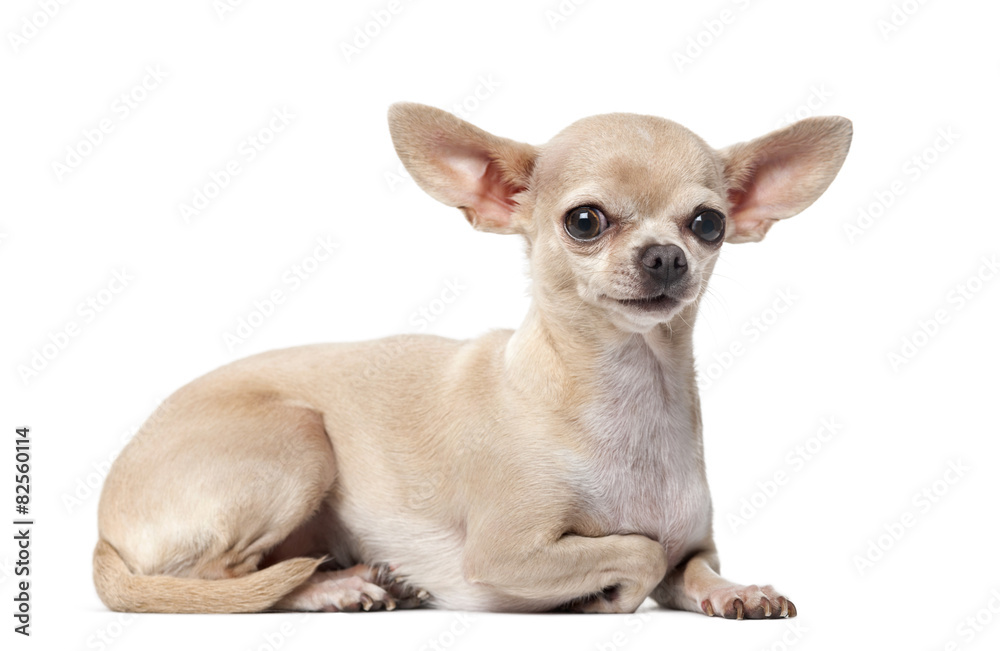 Chihuahua (2 years old) in front of a white background