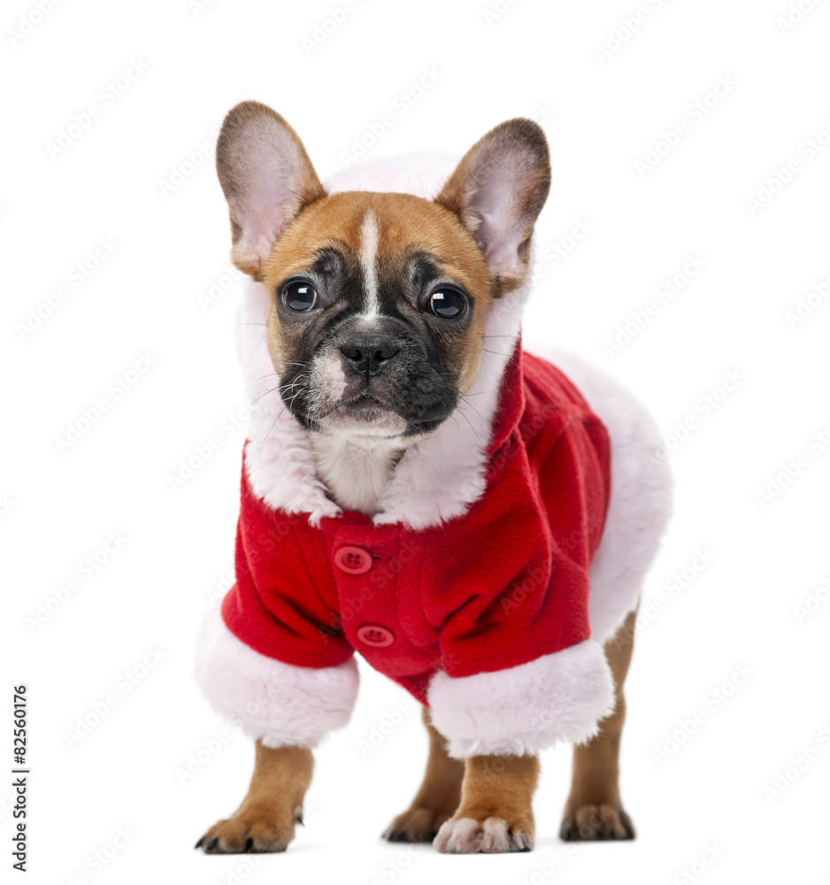 French bulldog puppy wearing a Santa coat in front of a white ba