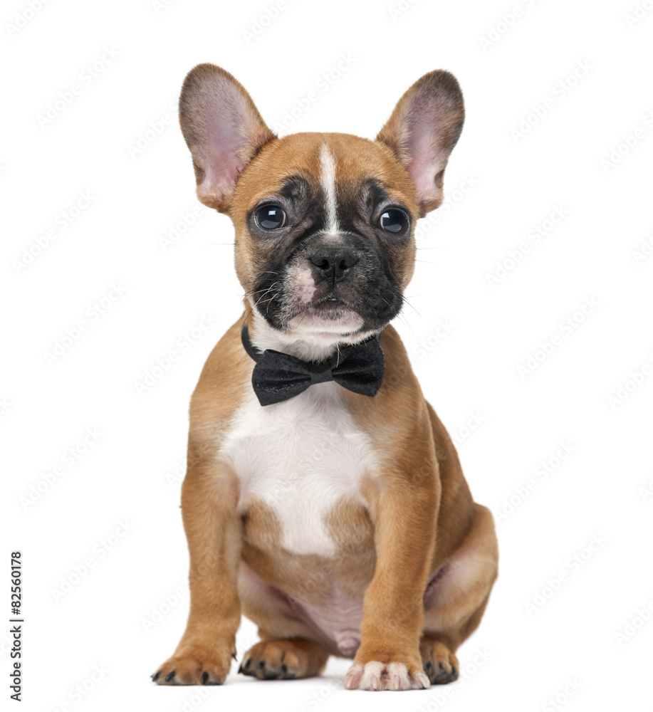 French bulldog puppy wearing a bow tie in front of a white backg