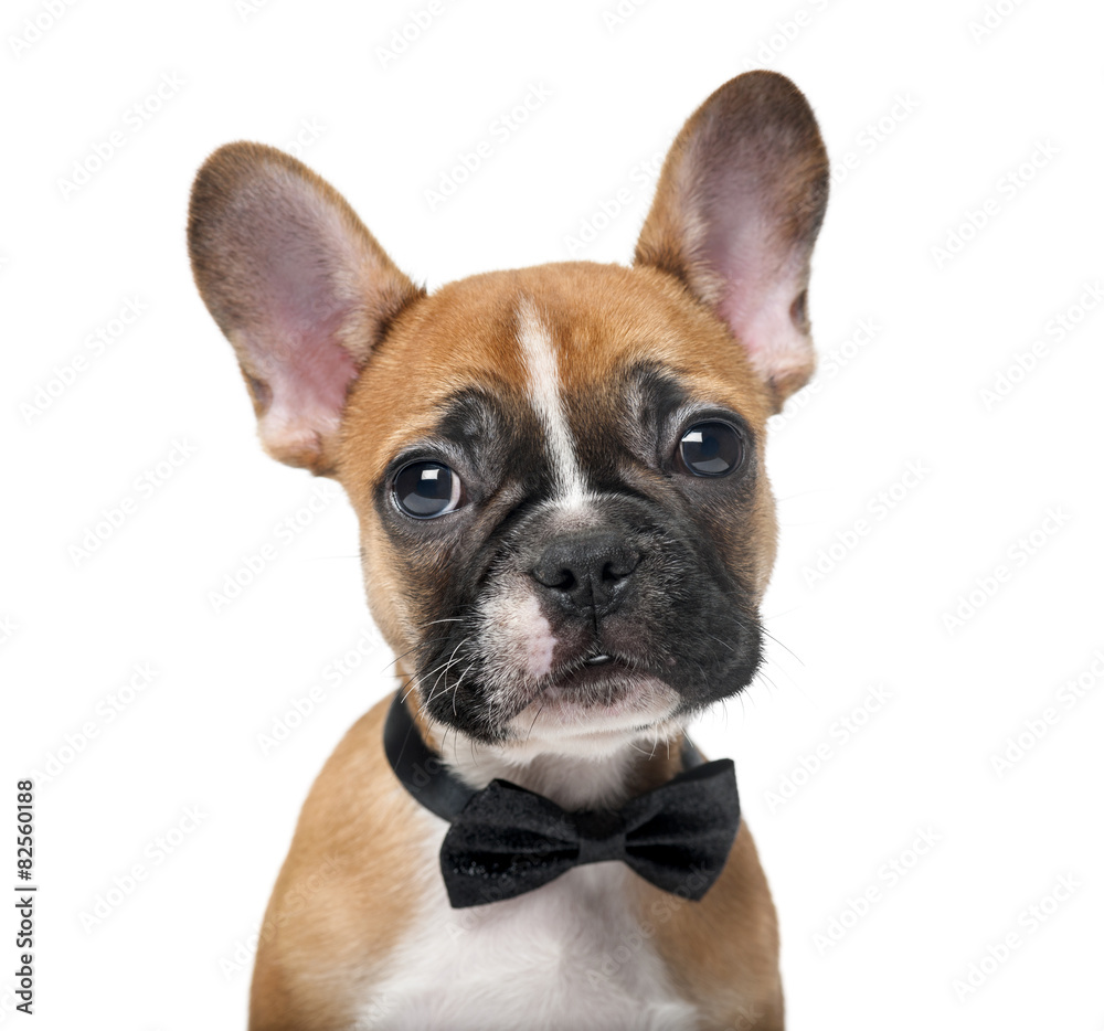 French bulldog puppy wearing a bow tie in front of a white backg
