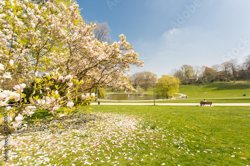Blick auf Bielefelder Park mit Baum und Blüte