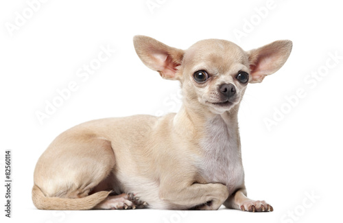 Chihuahua (2 years old) in front of a white background © Eric Isselée