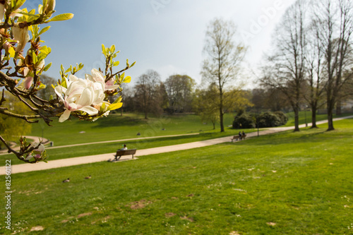 Blick auf Bielefelder Park // Vordergrund Baum mit Blüte © Timo Blaschke