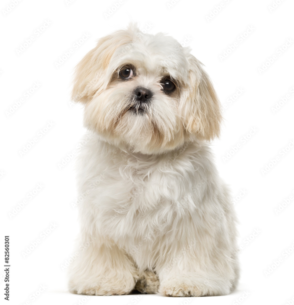Shih tzu 6 best sale months