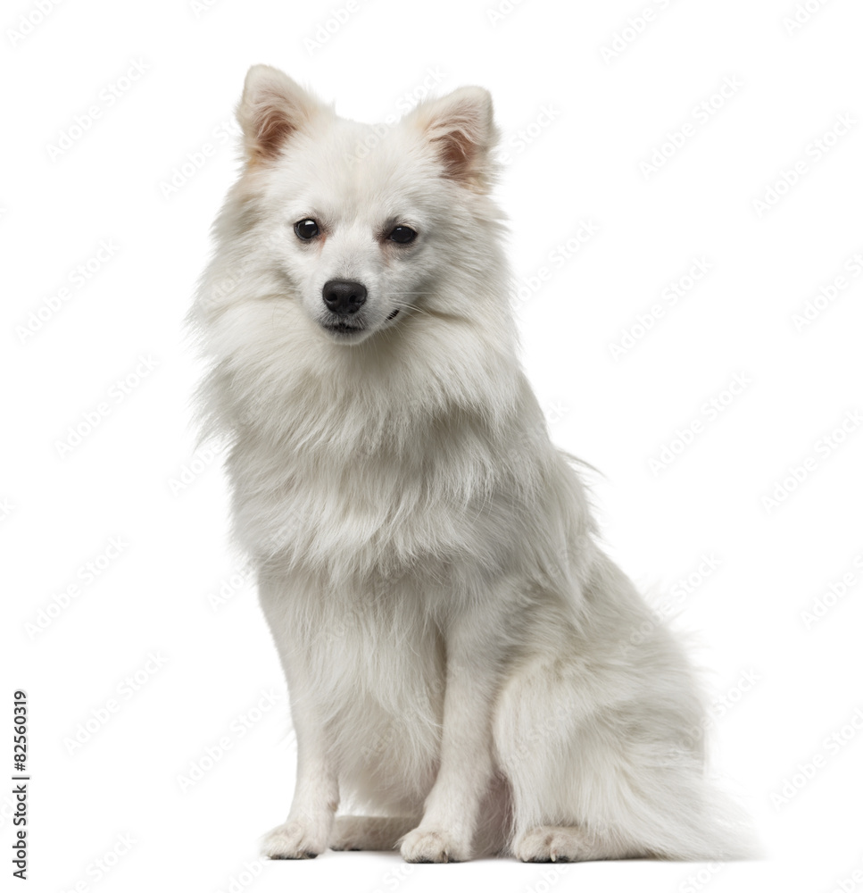 Obraz premium German Spitz (1 year old) in front of a white background