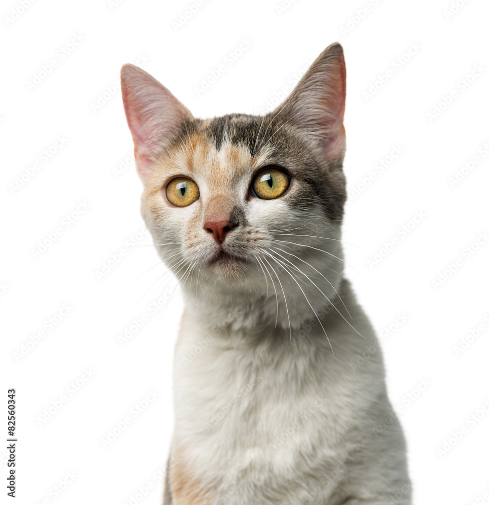 Crossbreed cat in front of a white background