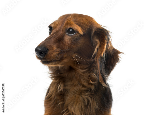 Dachshund in front of a white background © Eric Isselée