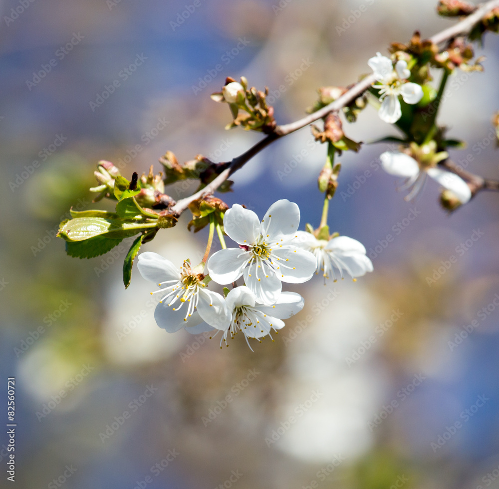 Fototapeta premium white flowers on the tree in nature