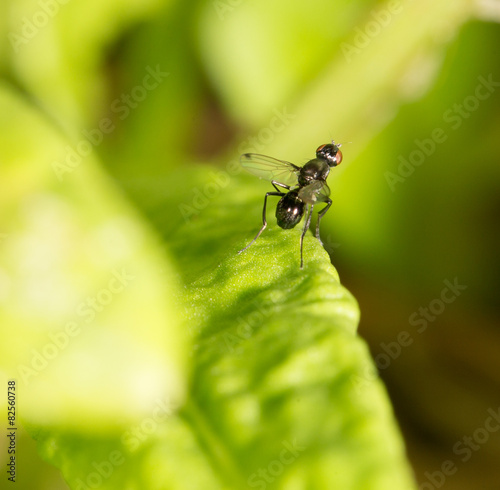 little fly in nature. close-up © schankz