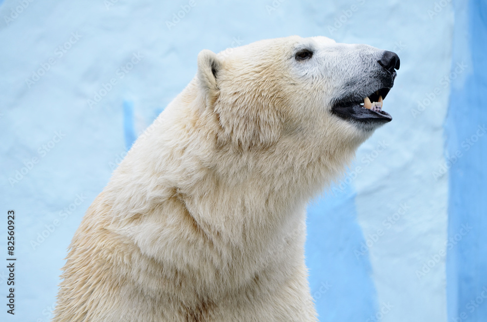 Белый медведь.