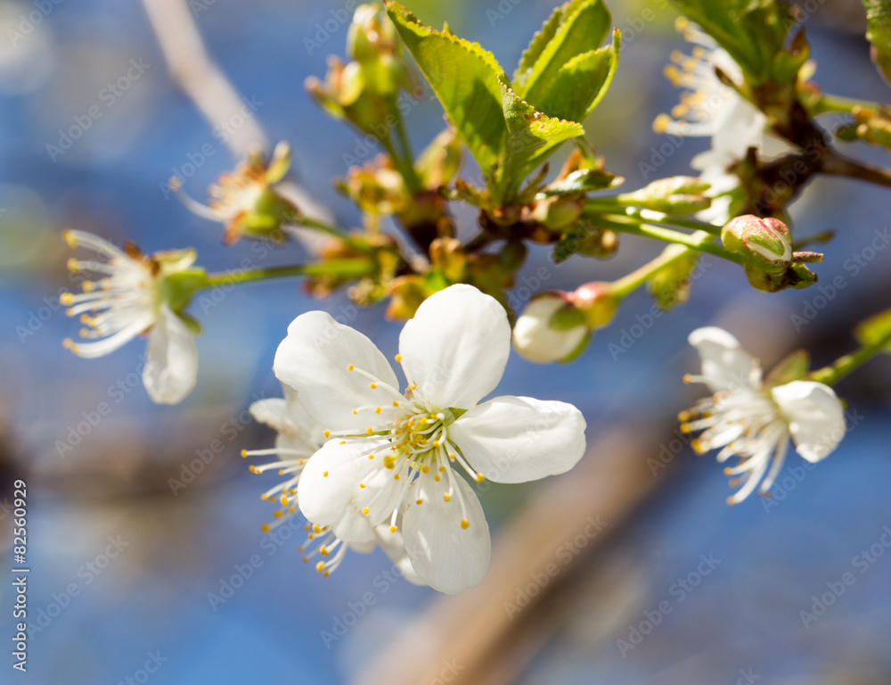 Obraz premium white flowers on the tree in nature