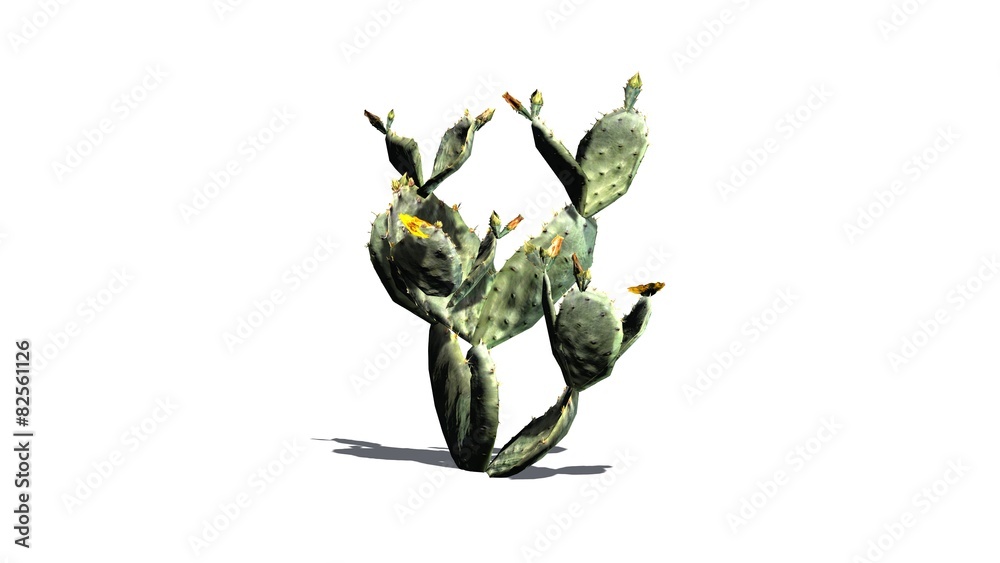 Fototapeta premium Prickly Pear cactus - isolated on white background