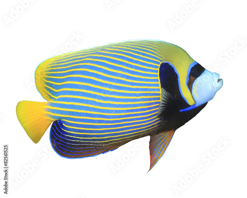 Tropical fish isolated on white: Emperor Angelfish