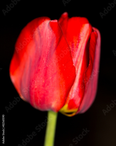 red tulip on a black background