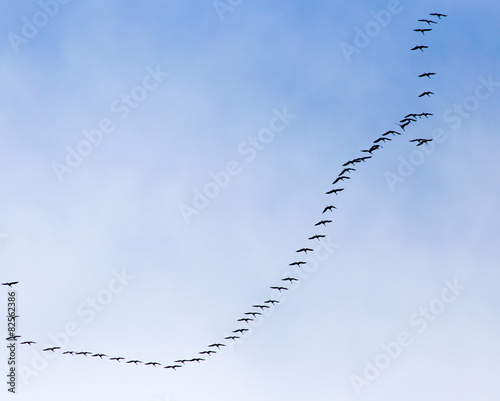 a flock of swans on the blue sky