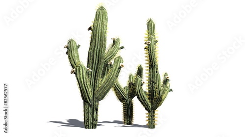 Fotografering Saguaro cactus - isolated on white background
