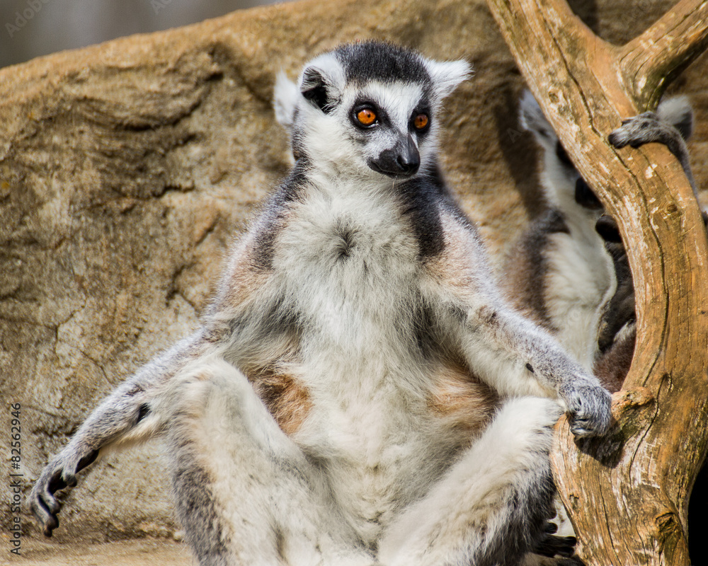 Ring Tailed Lemur