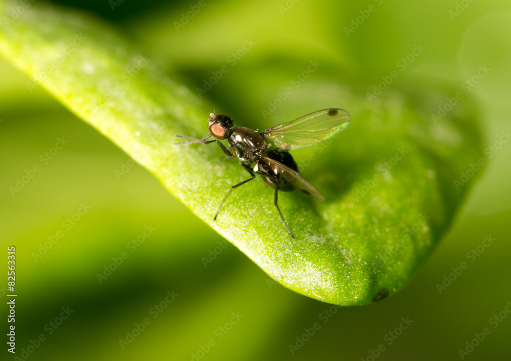 fly on a green leaf in nature. close-up fly on a green leaf in nature. close-up