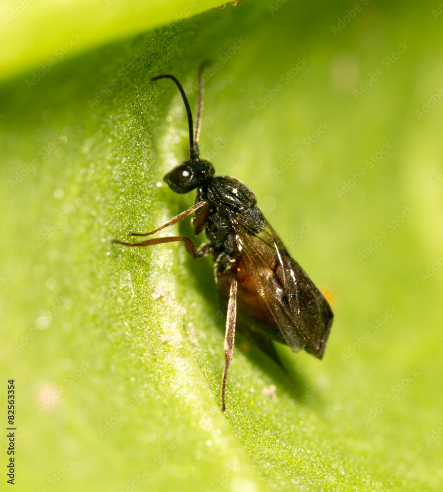 fly on a green leaf in nature. close-up fly on a green leaf in nature. close-up