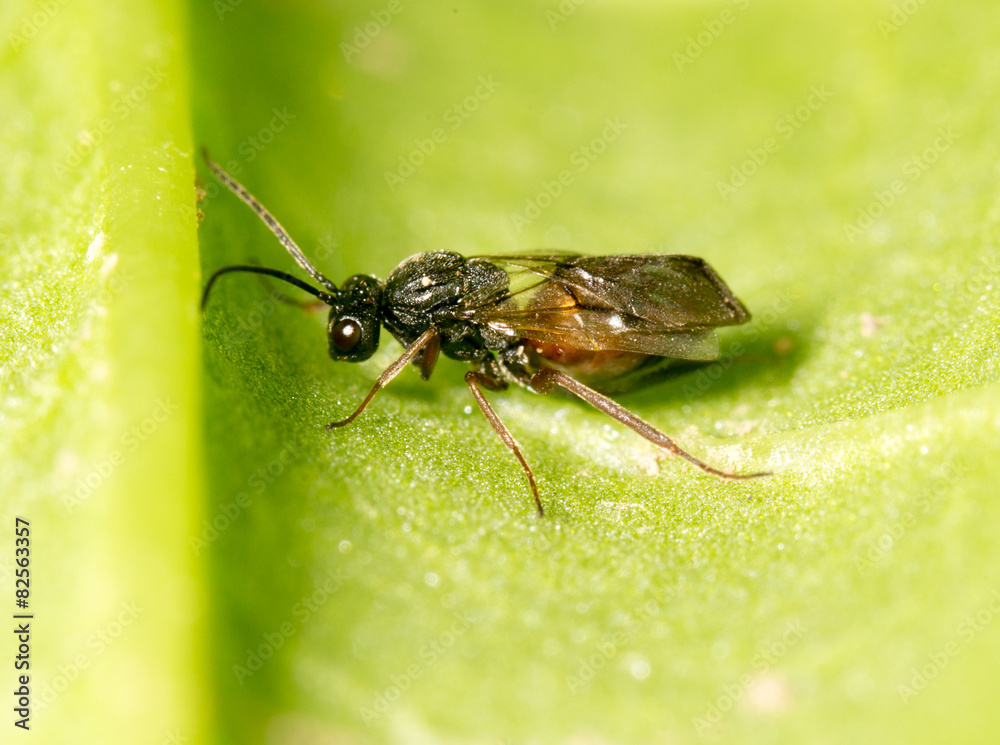 Naklejka premium fly on a green leaf in nature. close-up