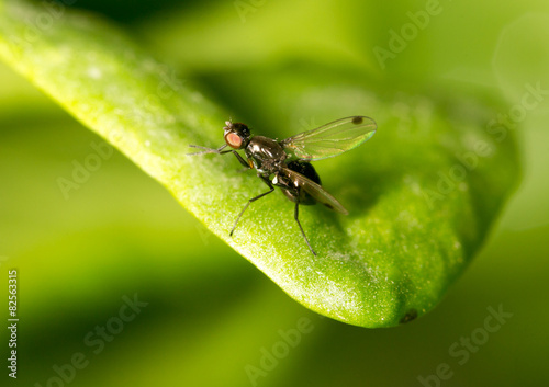 fly on a green leaf in nature. close-up © schankz