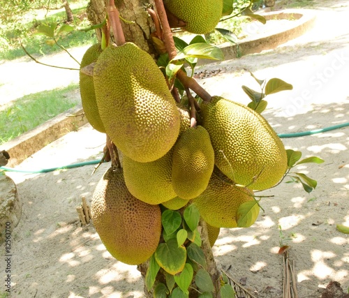 Fototapeta Naklejka Na Ścianę i Meble -  Jackfruits - Tasty fruits from Kerala