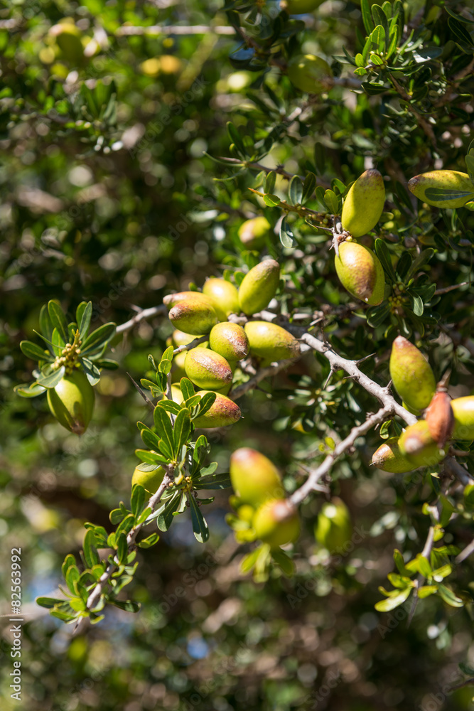 Fresh fruits of Argan tree on the branch