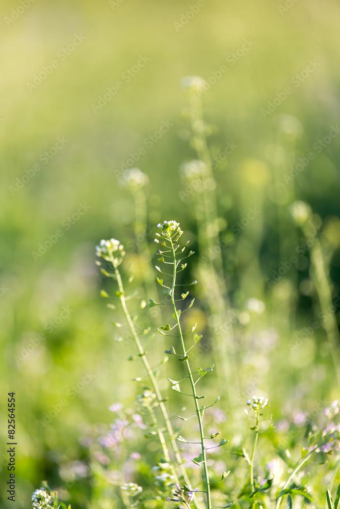 Fototapeta premium herbaceous plant in the desert