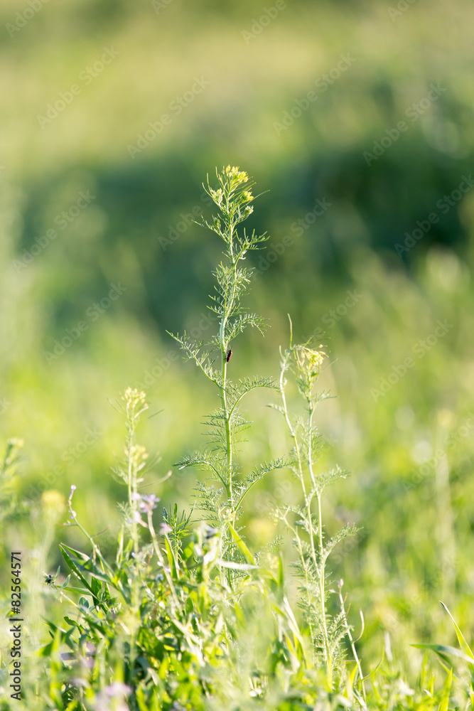 Obraz premium herbaceous plant in the desert