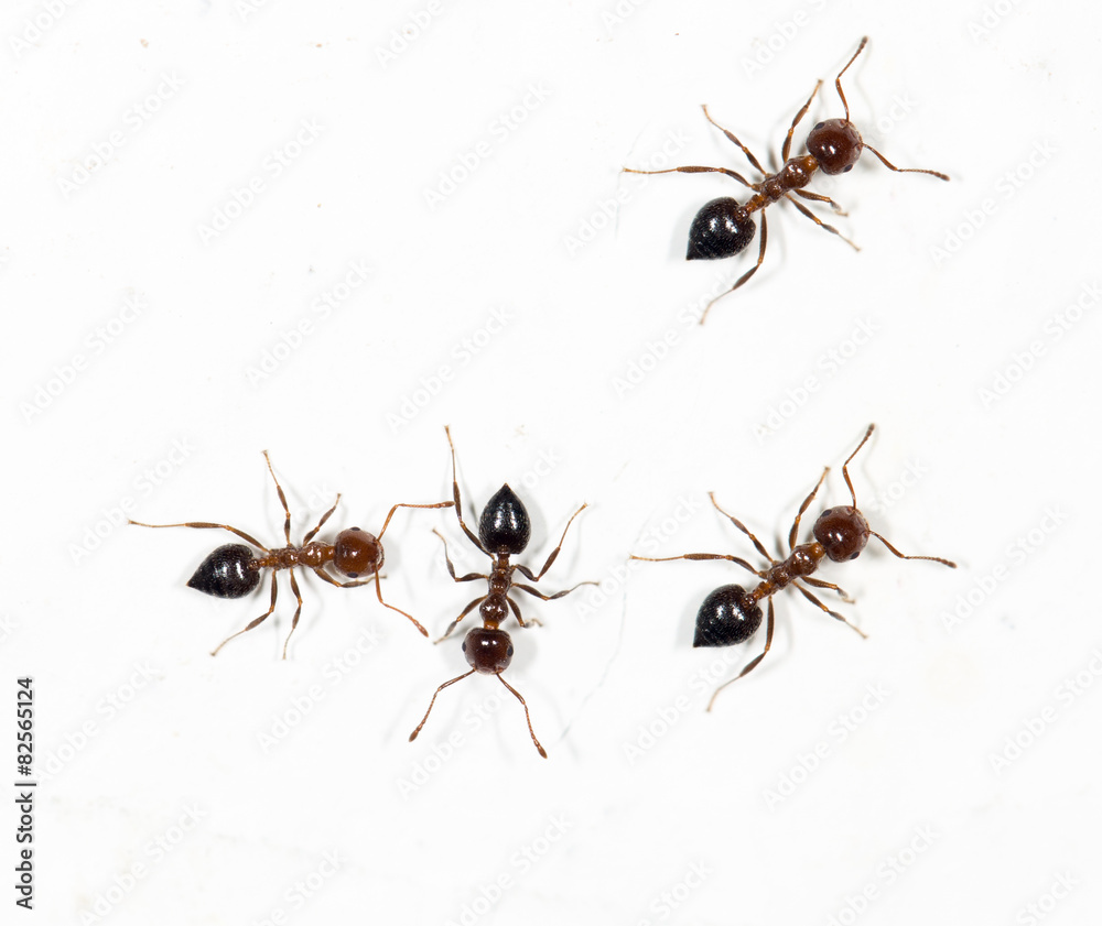 Fototapeta premium ants on a white wall