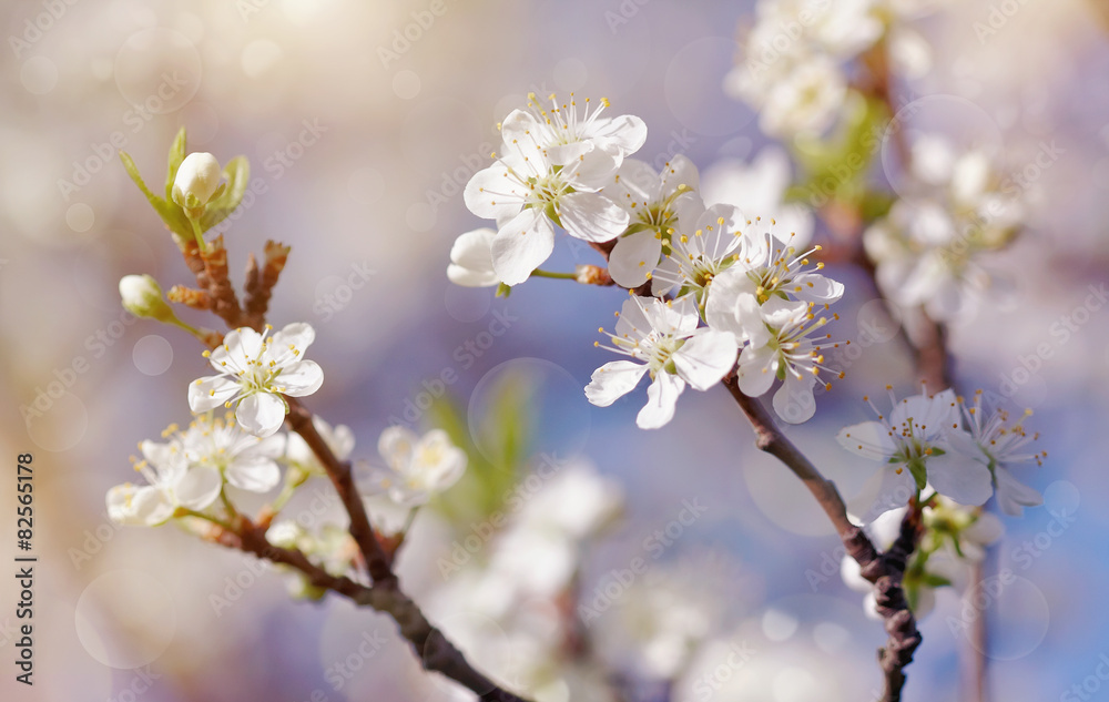 Spring blossoming of cherry.