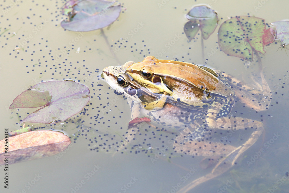Fototapeta premium Grass frogs mating in the pond