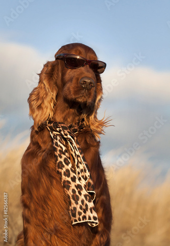 Funny Irish Setter with sunglasses and scarf