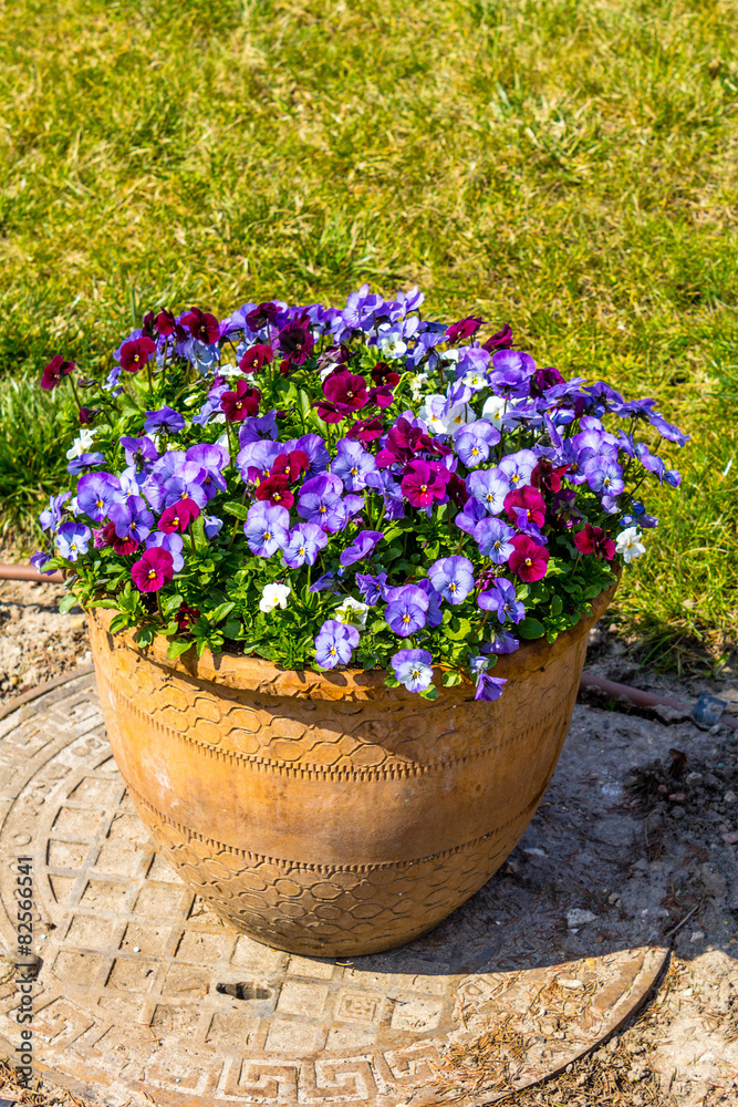 Purple pansy flowers in the big flowerpot