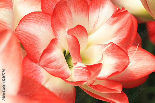 Fototapeta Naklejka Na Ścianę i Meble -  Amaryllis,closeup of blooming red flowers