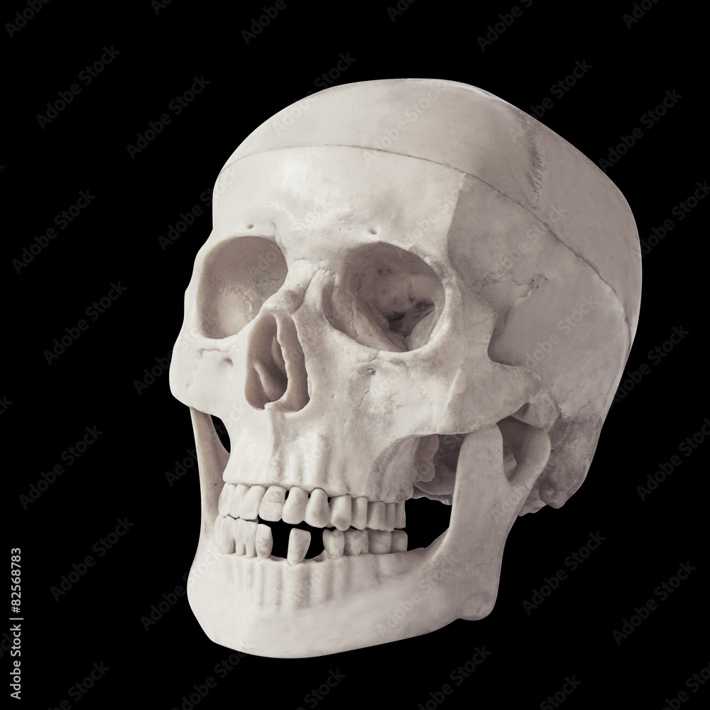 Obraz premium human skull isolated