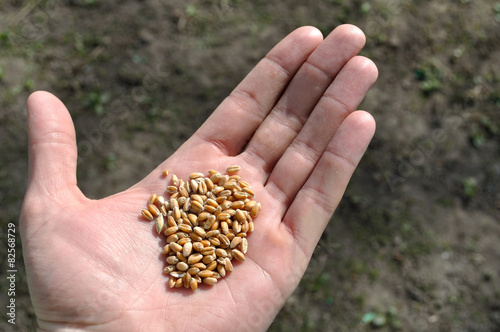 wheat on a palm