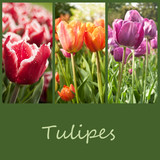 composition champs de tulipes
