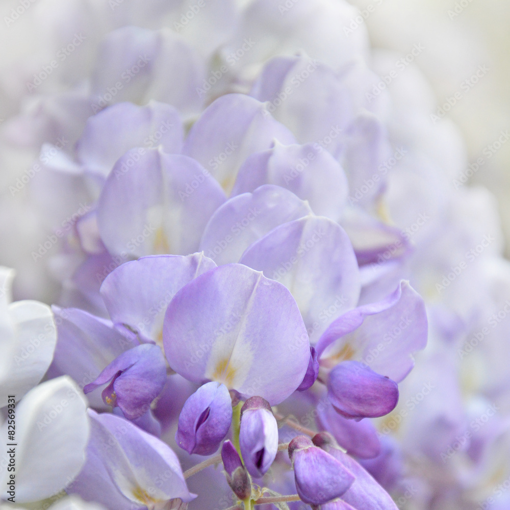 Makro von Wisteria Blauregen Glyzinie Blüten Makro von Wisteria Blauregen Glyzinie Blüten