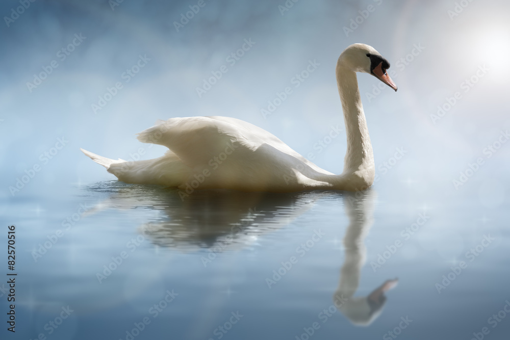 Naklejka premium Swan with reflections