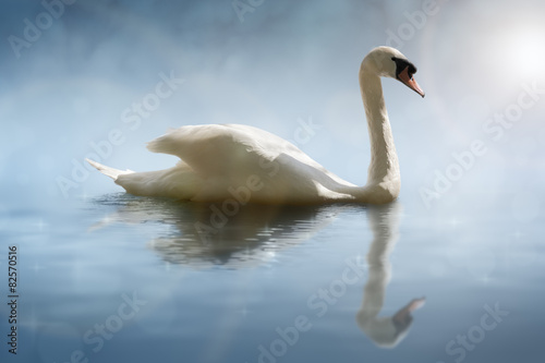 Swan with reflections